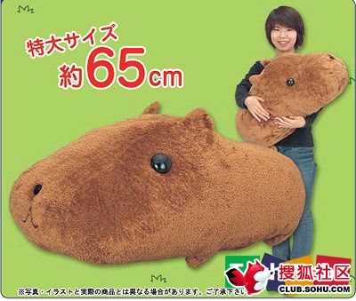 �ձ���20���Ź�С��ߣ�һ��