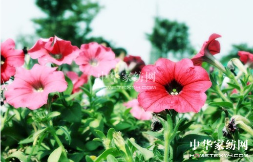 ���z�c�㹲��(chu��ng)�Gɫ����