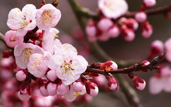 ���z�Ҽ������з۲ʡ��y�� �c����s��