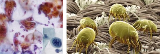 ����˯����ه��Violet���C(j��)�Ҽ�