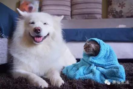 ��ԡ���ë�����Ԍ�����ë��Ҳ�����v����