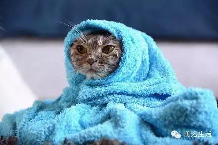 ��ԡ���ë�����Ԍ��ͣ�ë��Ҳ�����v����