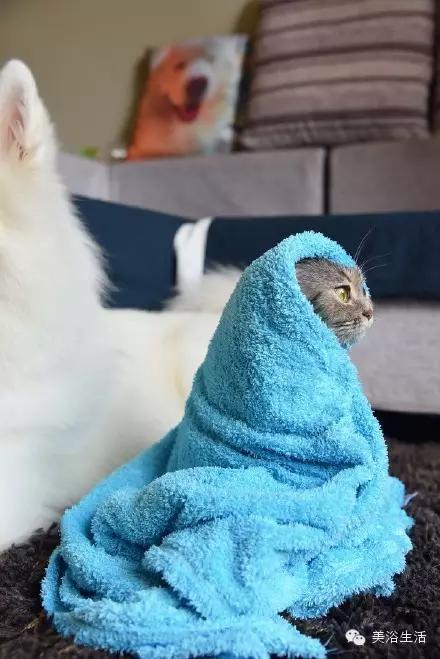 ��ԡ���ë�����Ԍ�����ë��Ҳ�����v����