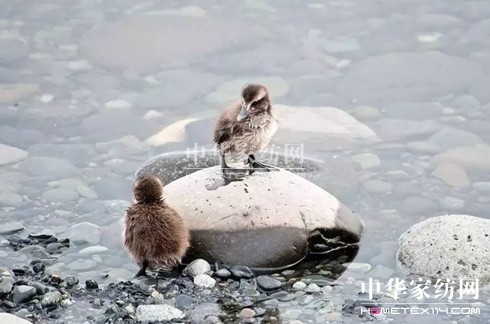 ���⣡27�f�I�²���Ҽ�"����"��"����"��