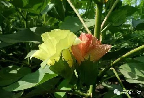 ��ԡ����Ƶ�Ĵ��Σ�ë����ԡ���ʲô���ǰ�ɫ����