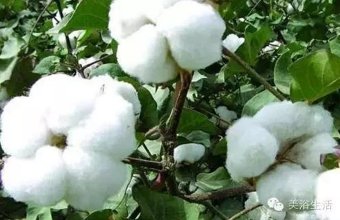 ��ԡ����Ƶ�Ĵ�����ë����ԡ���ʲô���ǰ�ɫ����