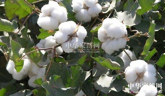 ��ԡ����������������Ļ�--�޻���