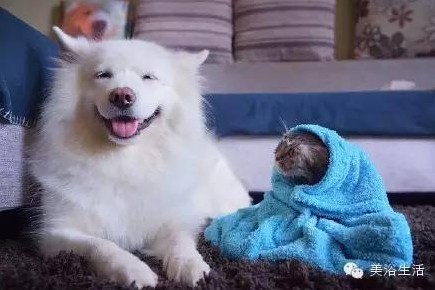 ��ԡ���ë�����Ԍ��ͣ�ë��Ҳ�����v����