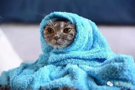 ��ԡ���ë�����Ԍ�����ë��Ҳ�����v����