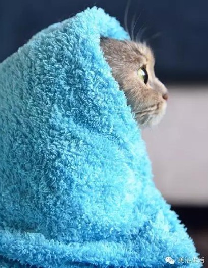 ��ԡ���ë�����Ԍ�����ë��Ҳ�����v����