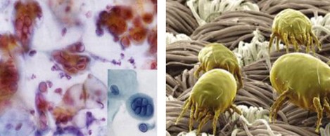 ���C���Сɭ�֡������z������Ȼ������Ʒ