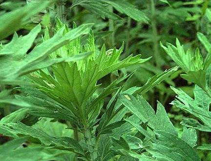 ���ľӼ�����ٛ(z��ng)���x�Ҽ����������B(y��ng)����