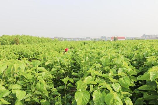 �X�ʽz�I�@��2017�Ї�(gu��)�Ҽ��Ӽ��\(ch��ng)��Ʒ�ƪ�(ji��ng)�����I(y��)��(n��i)������ϵ�y(t��ng)�x���ЌmԷ�Q�z��