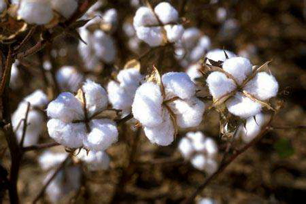 ��������Ȼ���������ѻ��Ҽ��ĸ�ɽ���w������s�ߴ����﷦����